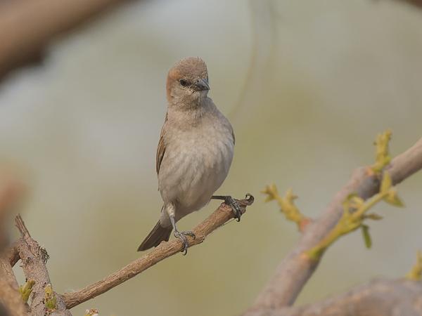 <h3><a href="/trips/gambia/biota/animalia/chordata/aves/040 passeriformes/113 passeridae/gymnoris dentata/gymnoris dentata-nl.html">Gymnoris&nbsp;dentata</a> / Bush&nbsp;petronia / Kleine&nbsp;rotsmus</h3>OM-1 Mark II met OLYMPUS M.150-400mm F4.5, 1/2000 sec  bij F6.3, ISO 2500, afstand 15.7&nbsp;m